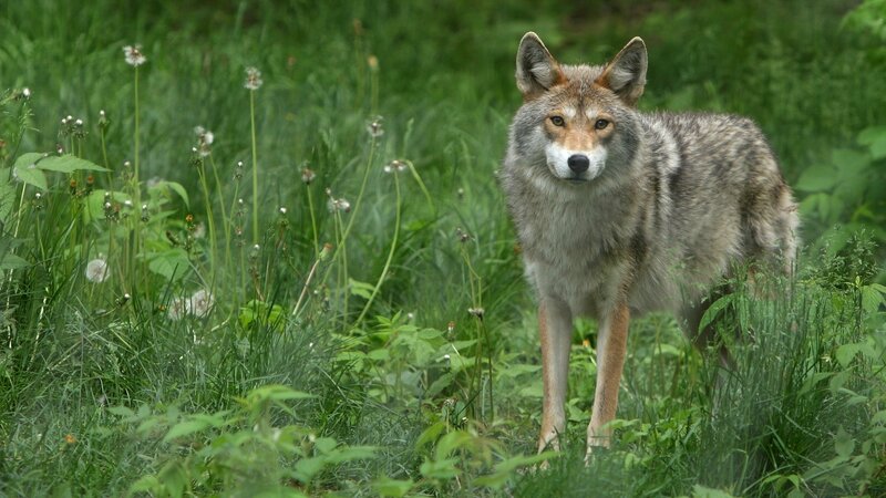 Coyote in Grass — Green, Alert, Afternoon