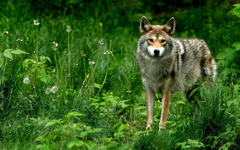 Coyote in Grass — Green, Alert