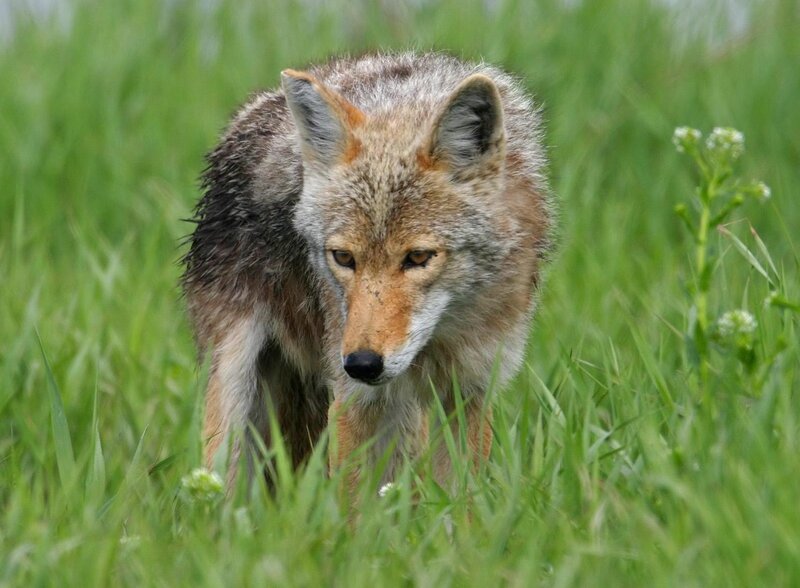 Coyote in Grass — Green