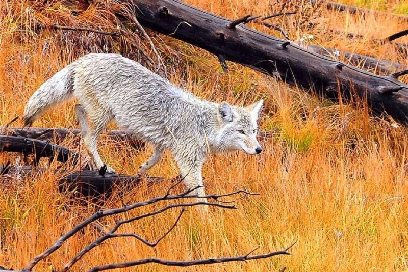 Coyote in Grass