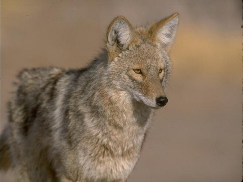 Coyote in natural habitat