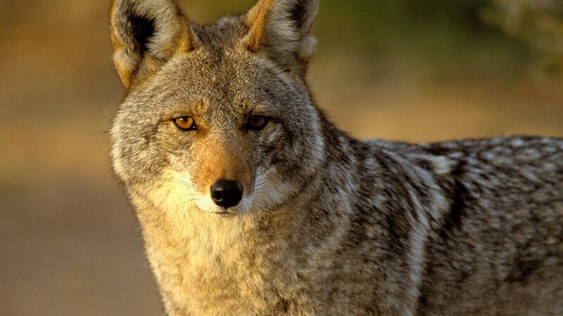 Coyote in natural habitat