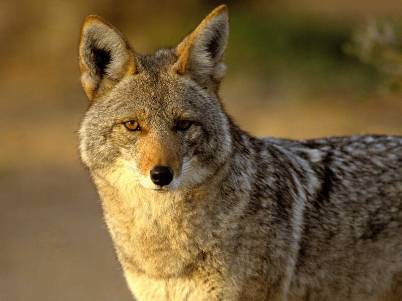 Coyote in natural habitat