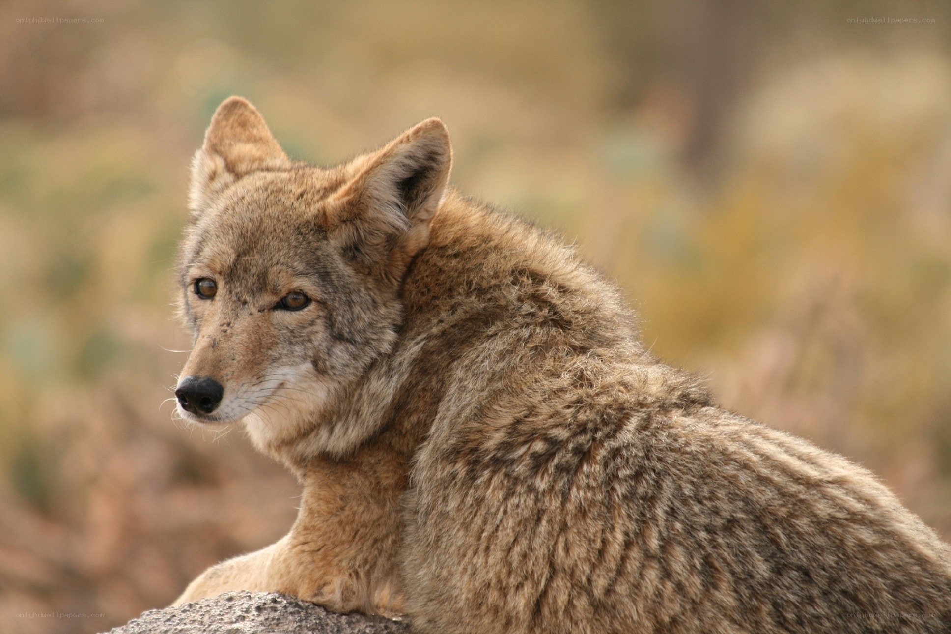 coyote in natural habitat
