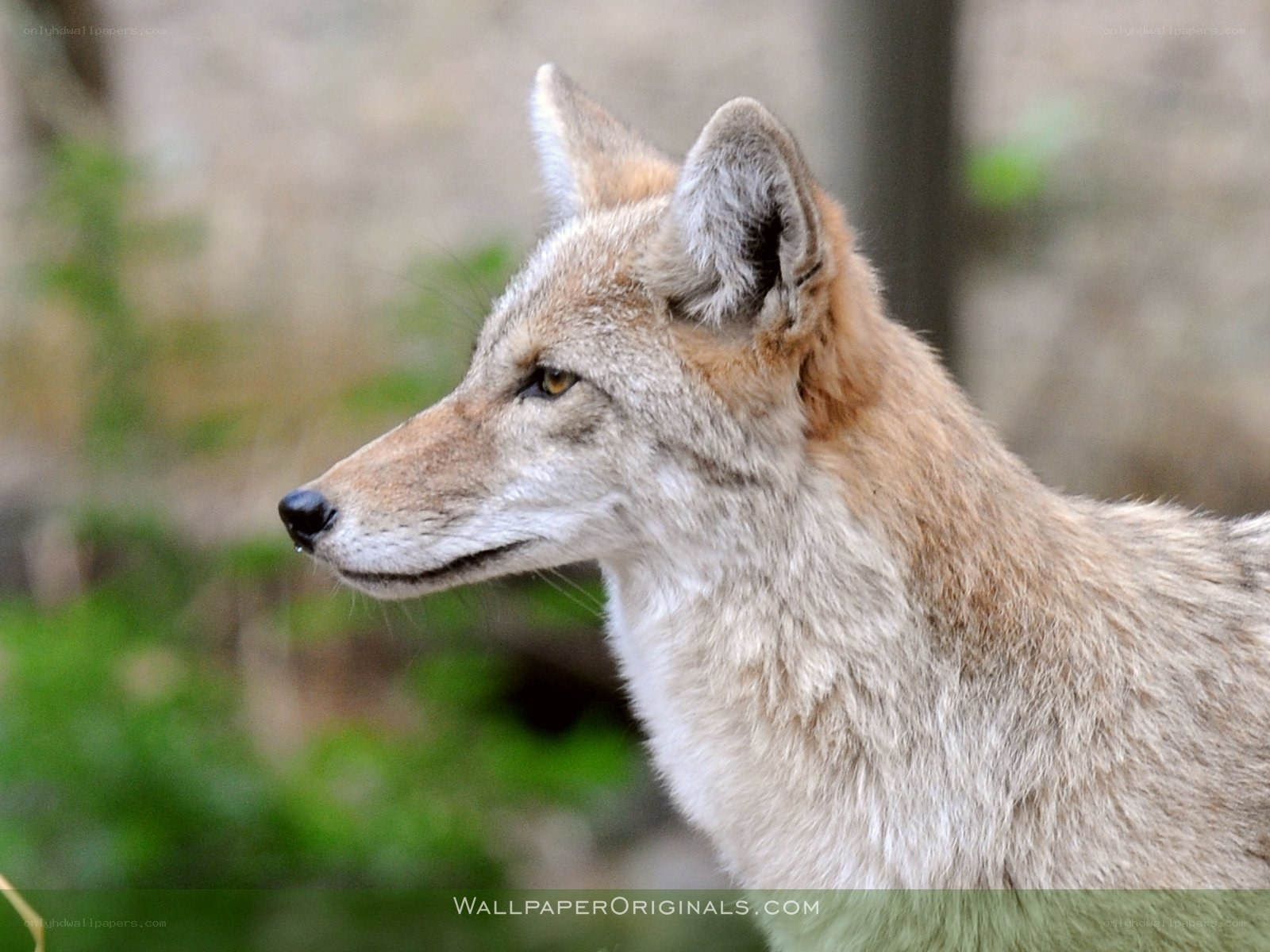 coyote in profile