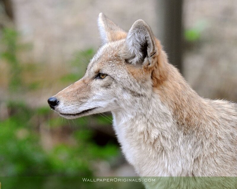 Coyote in Profile — Brown