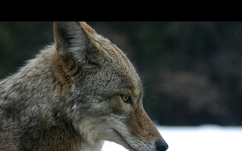 Coyote in Profile — Gray, Alert