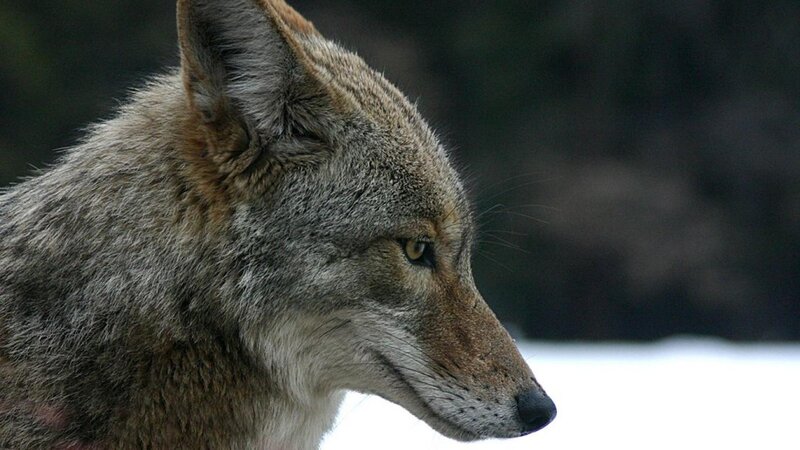 Coyote in Profile — Gray, Alert, Winter, Photograph