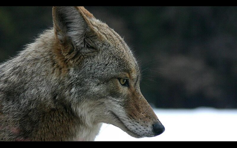 Coyote in Profile — Gray, Alert, Winter