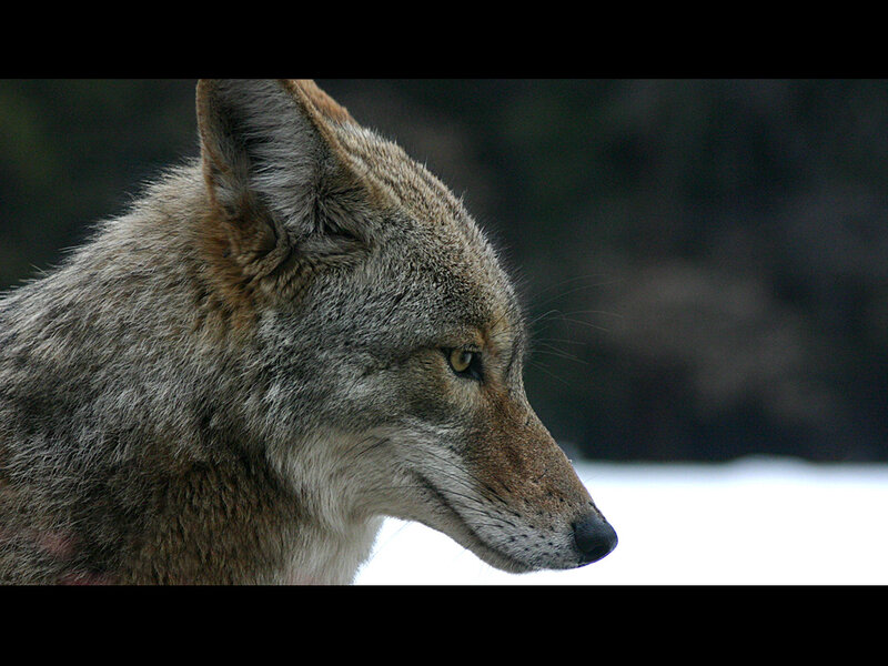 coyote in profile