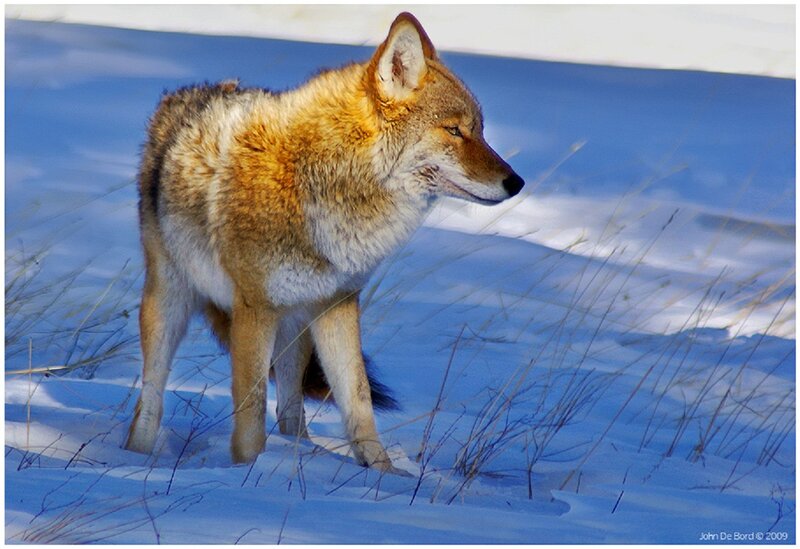 Coyote in Snow — Blue