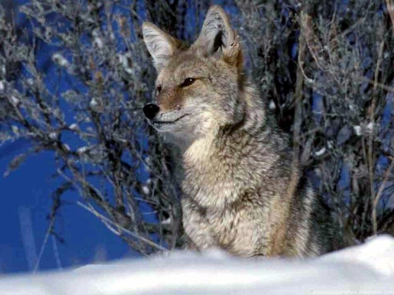 Coyote in Snow — Brown, Alert