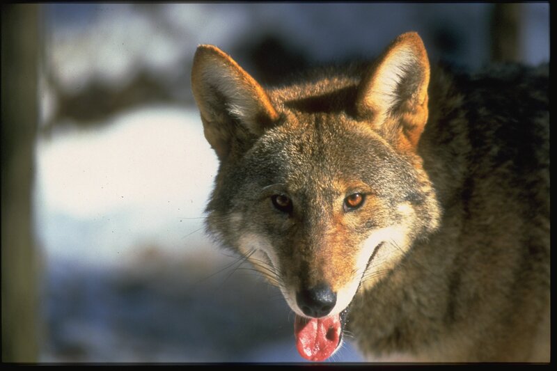 Coyote in Snow — Brown, Alert, Winter