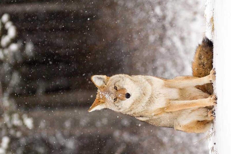 Coyote in Snow — Brown, Cold