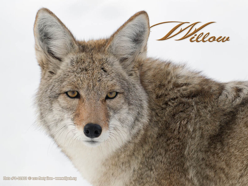 Coyote in Snow — Brown, Neutral