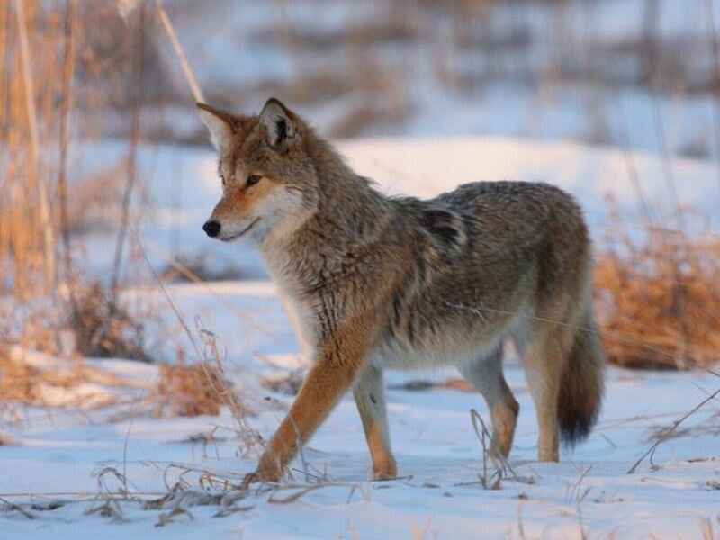Coyote in Snow — Brown
