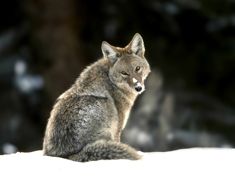 Coyote in Snow — Gray, Alert