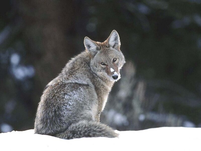 Coyote in Snow — Gray, Alert, Winter, Photograph, Forest