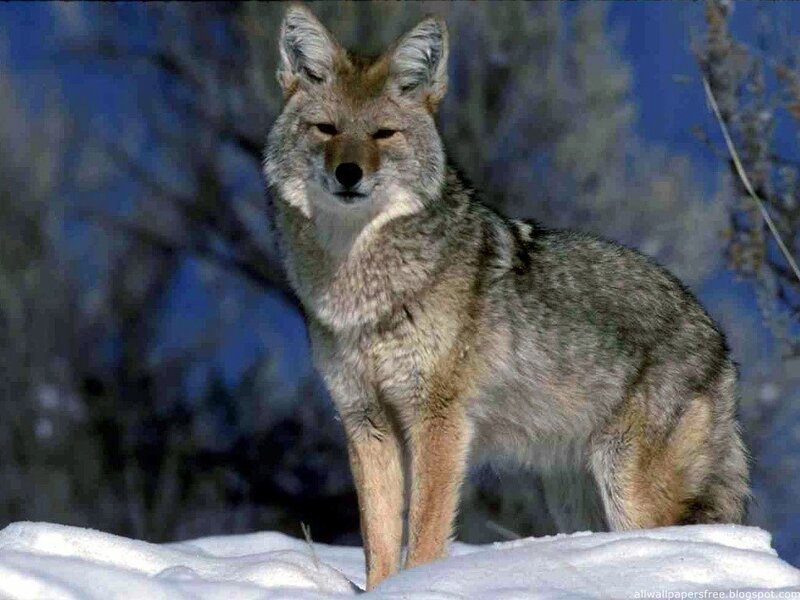 Coyote in Snow — Gray, Alert, Winter, Photograph