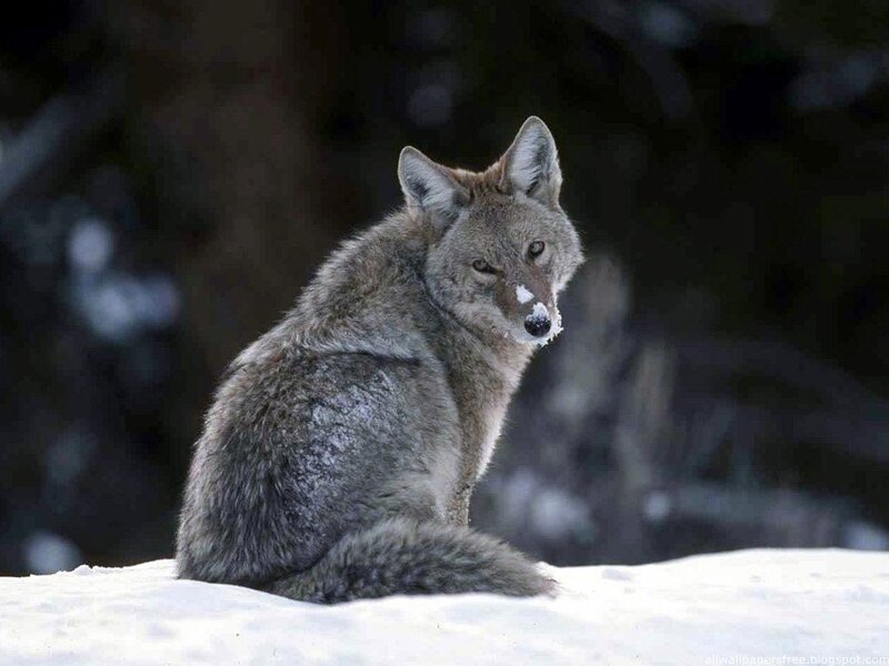 Coyote in Snow — Gray, Alert, Winter