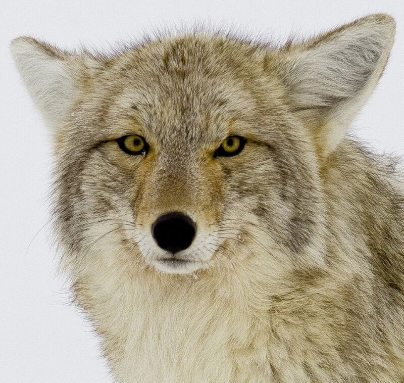 Coyote in Snow — Gray, Intense
