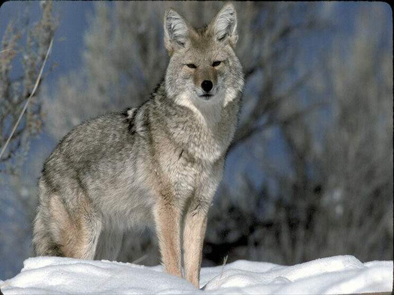 Coyote in Snow — Gray