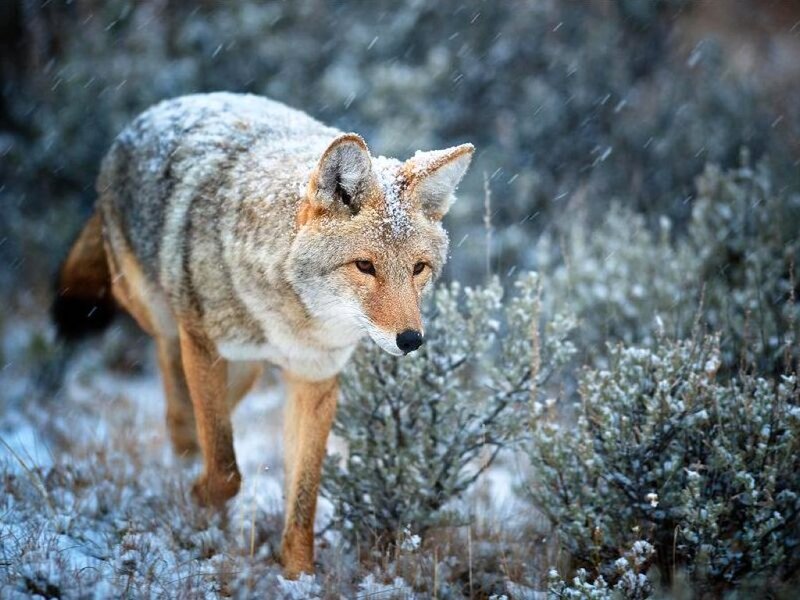 Coyote in Snow