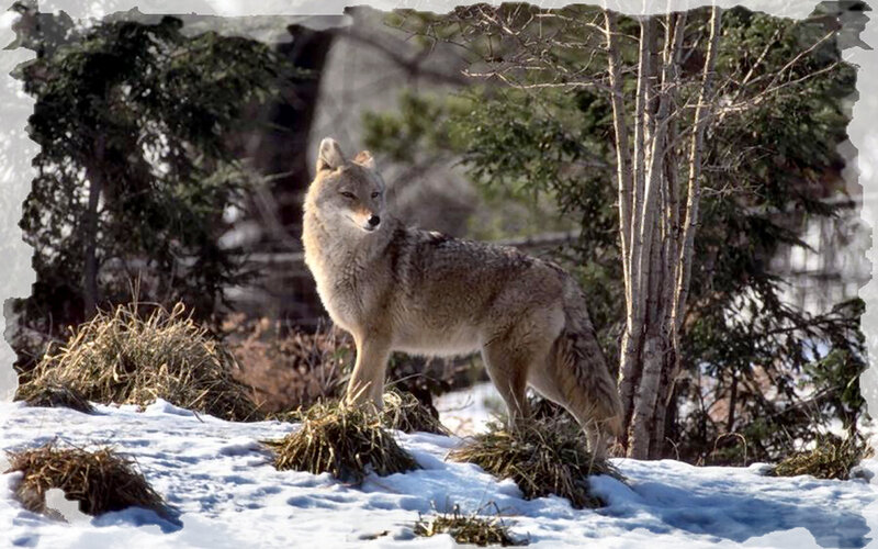 Coyote in Snow — White, Alert
