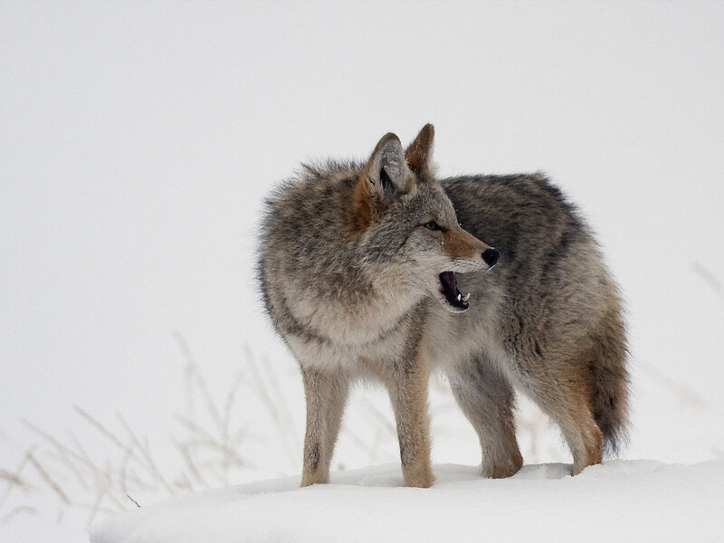 Coyote in Snow — White, Alert, Winter