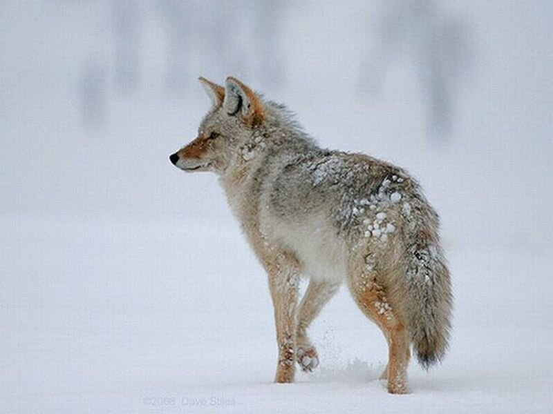 Coyote in Snow — White, Calm