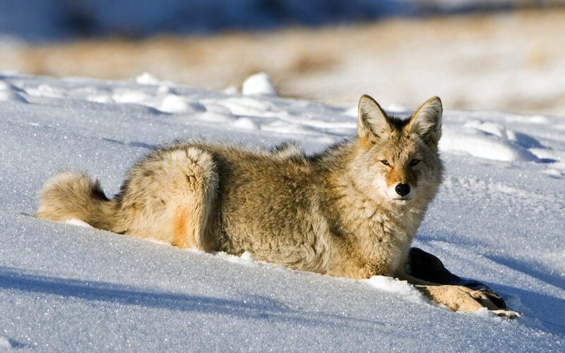 Coyote in Snow — White, Calm, Winter, Photograph, Sunlight, Brown, Blue