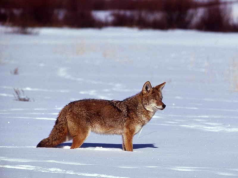 Coyote in Snow — White, Calm, Winter, Photograph