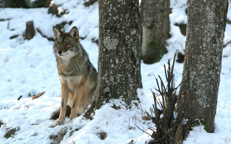Coyote in Snow — White, Calm, Winter, Photograph, Trees