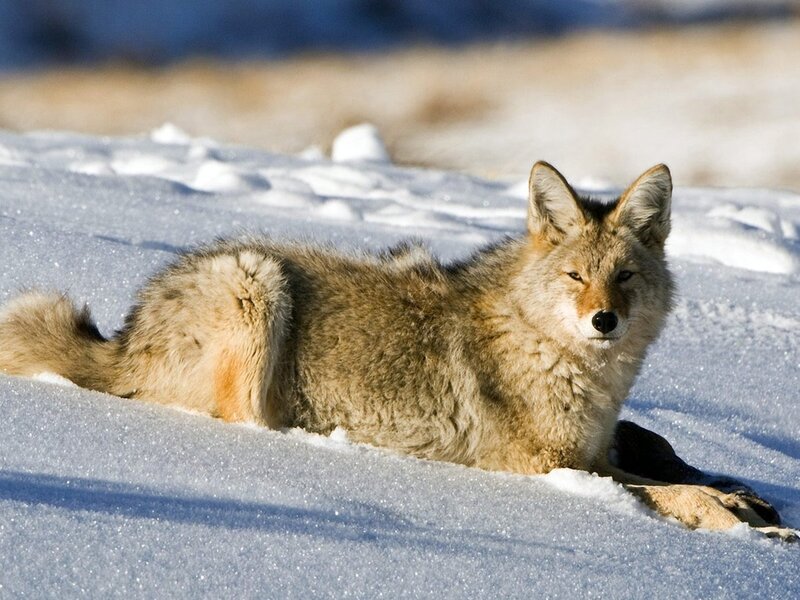 Coyote in Snow — White, Calm, Winter