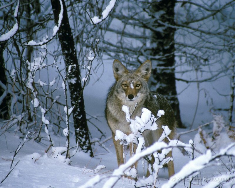 Coyote in Snow — White, Cold