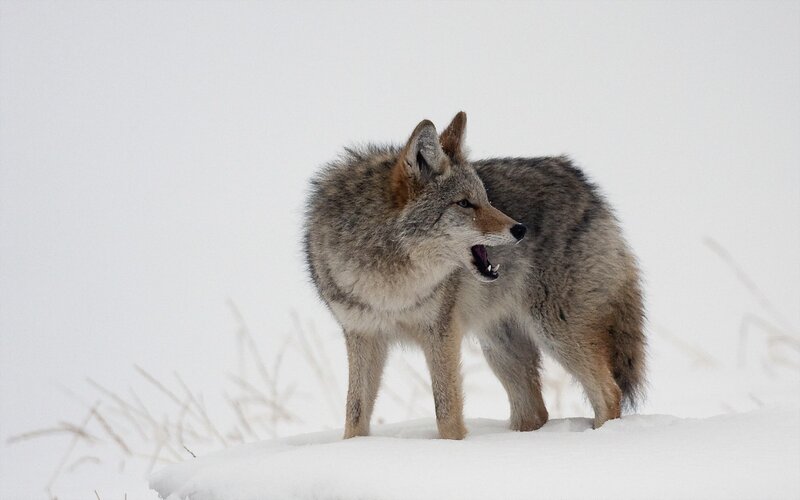 Coyote in Snow — White, Cold, Winter
