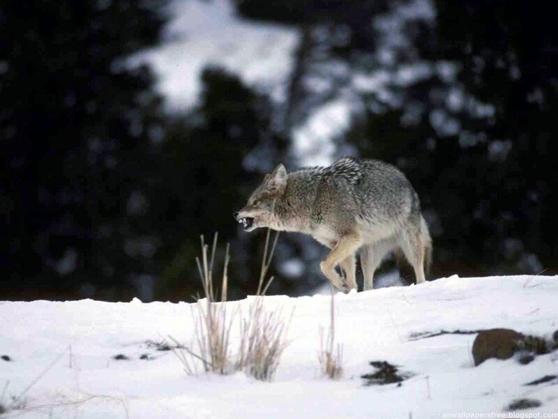 Coyote in Snow — White, Dramatic