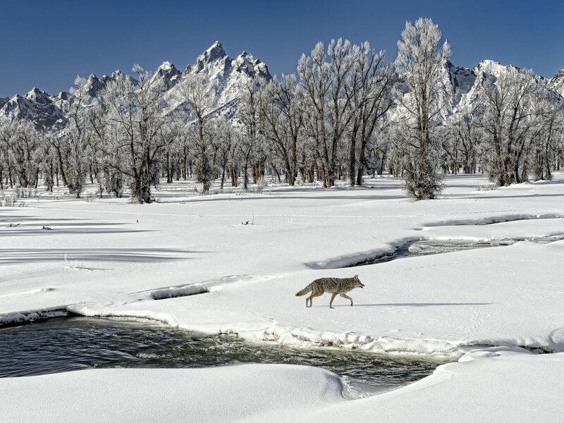 Coyote in Snow — White, Serene