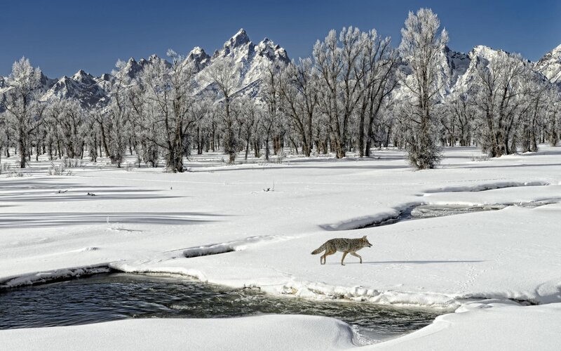 Coyote in Snow — White, Serene, Winter