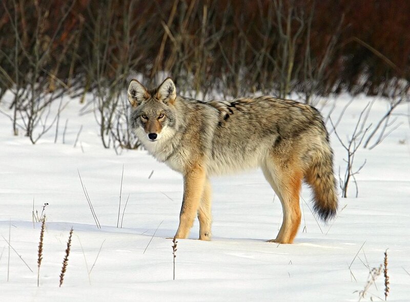Coyote in Snow — White
