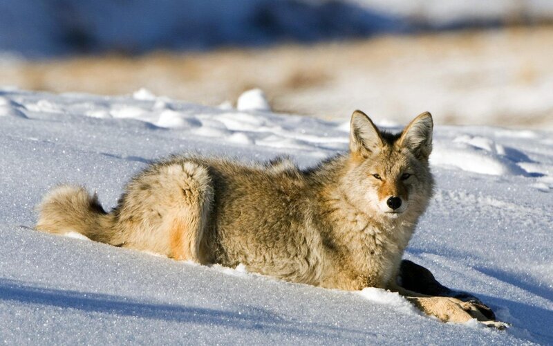 Coyote in Snow — Winter