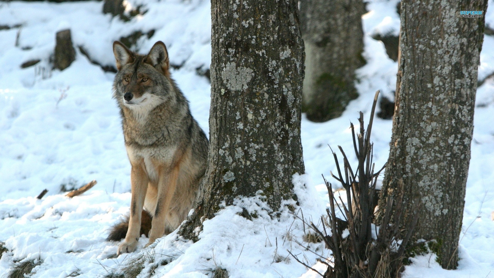Coyote in snowy forest