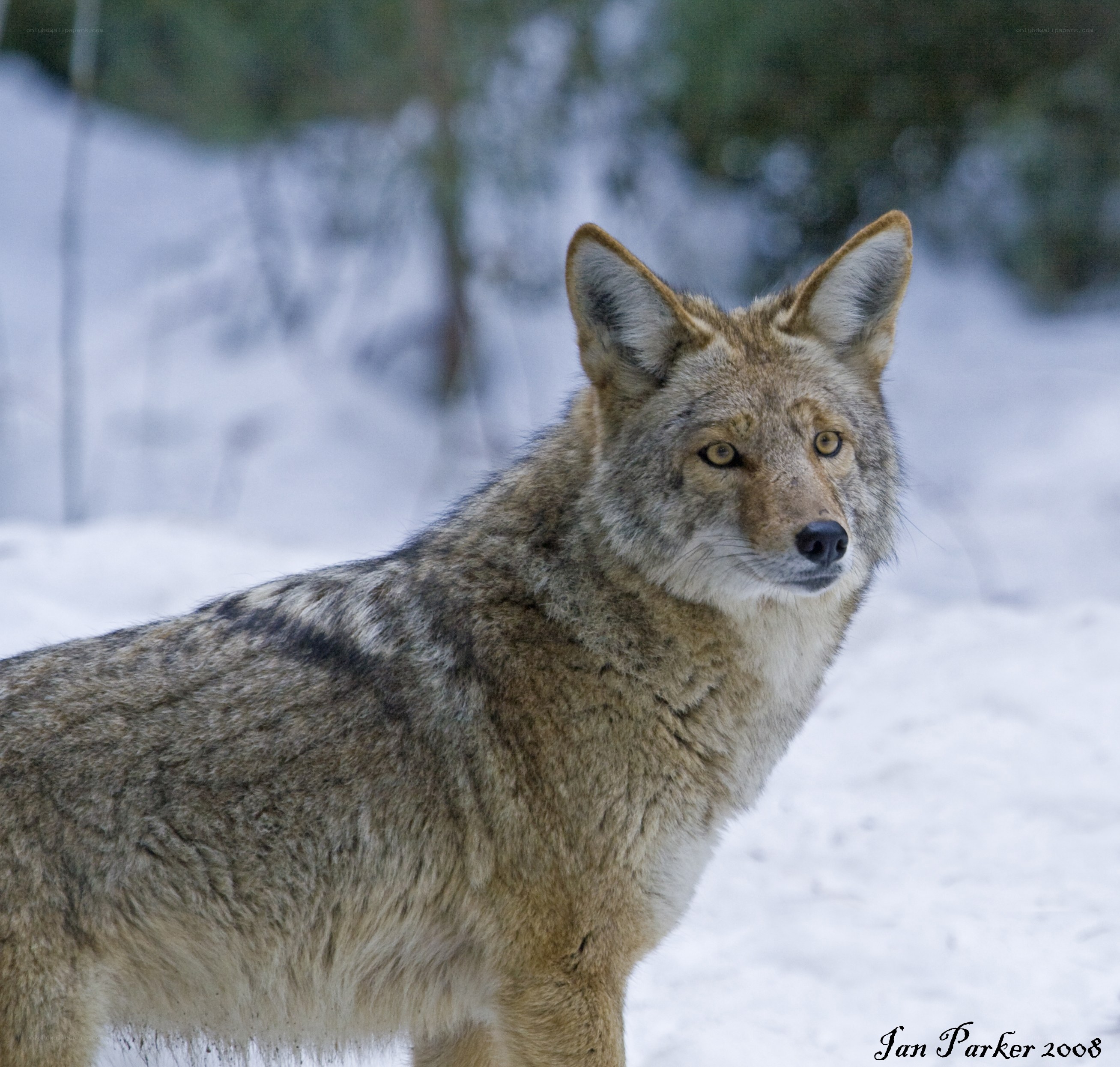 Coyote in snowy forest