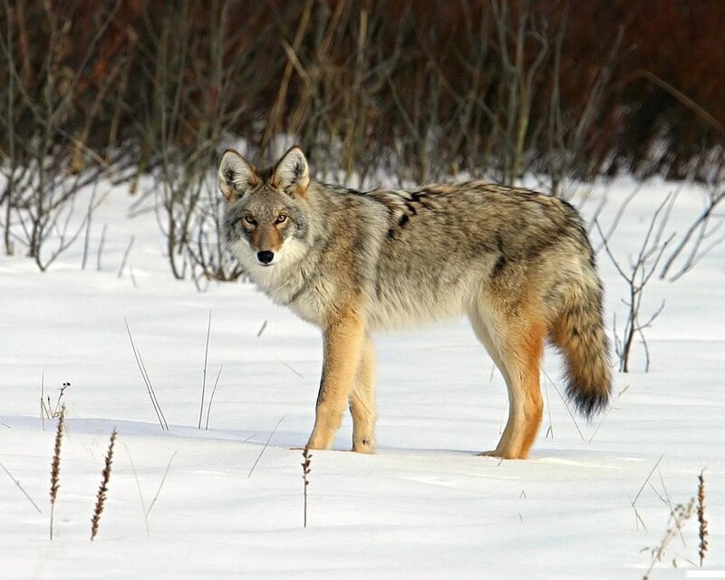 Coyote in snowy landscape
