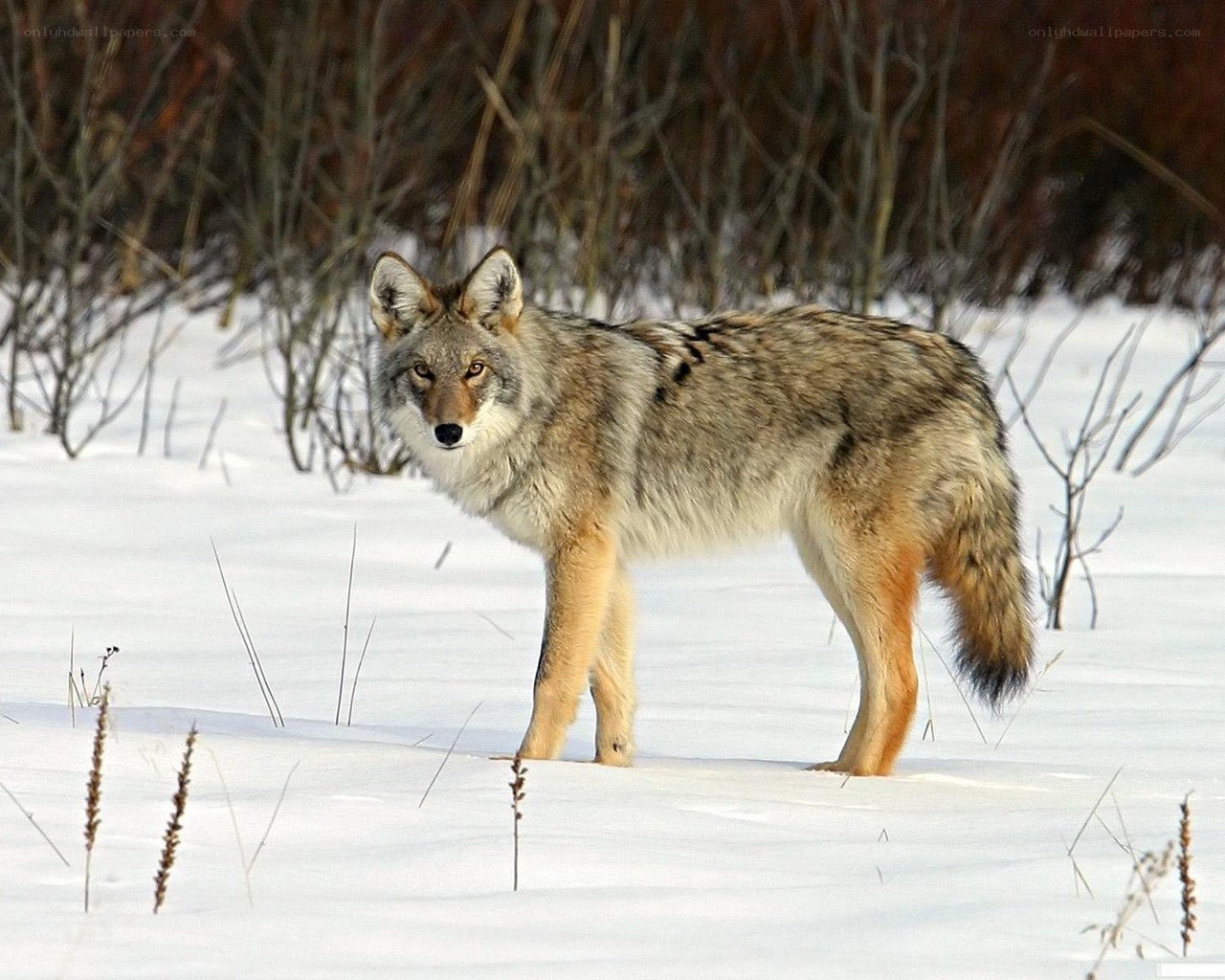 Coyote in snowy landscape