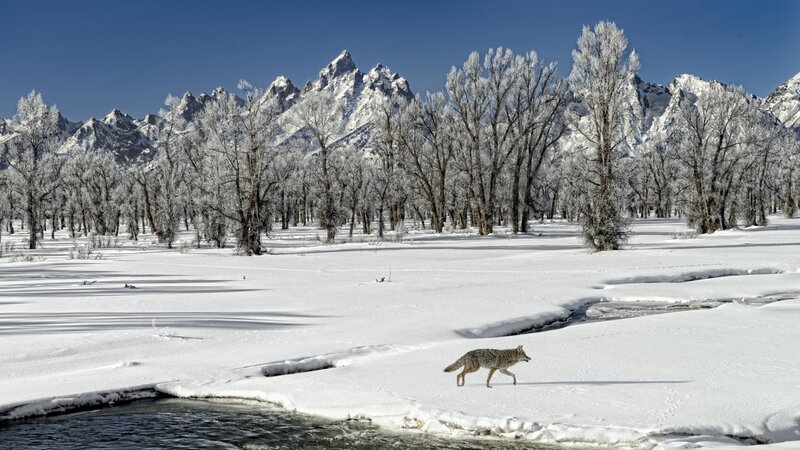 Coyote in snowy landscape