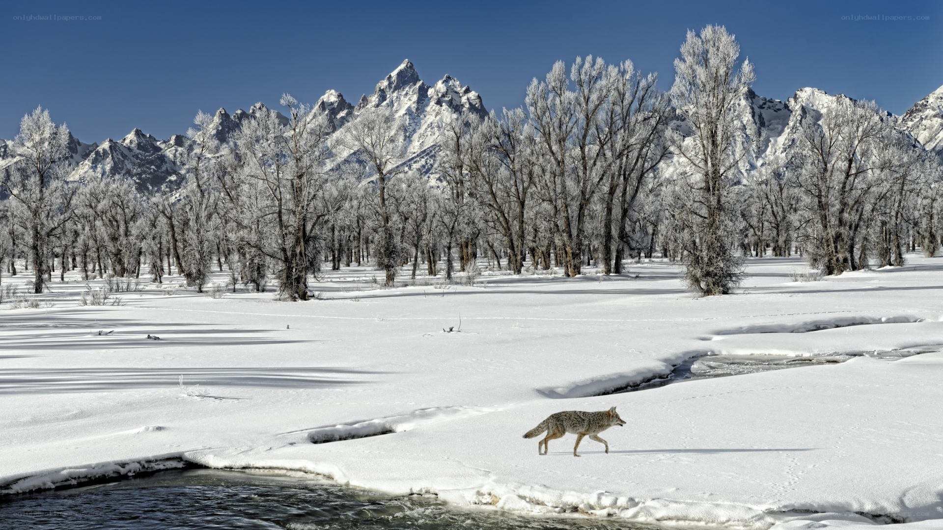 Coyote in snowy landscape
