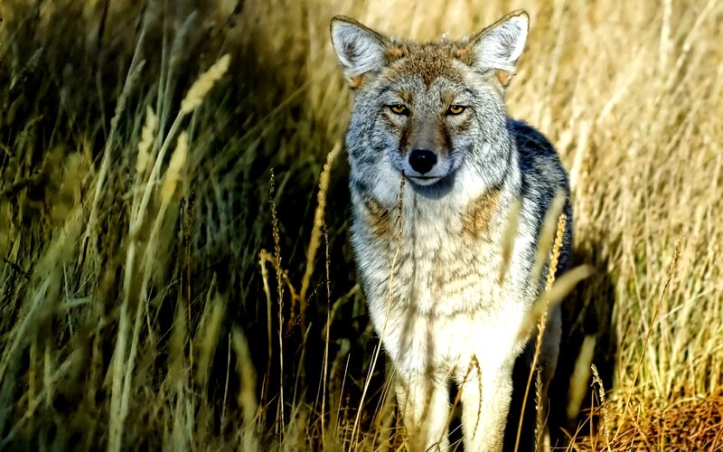 Coyote in Tall Grass — Brown