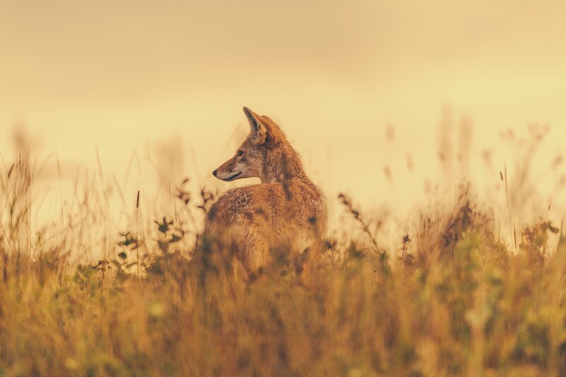 Coyote in Tall Grass — Yellow, Calm