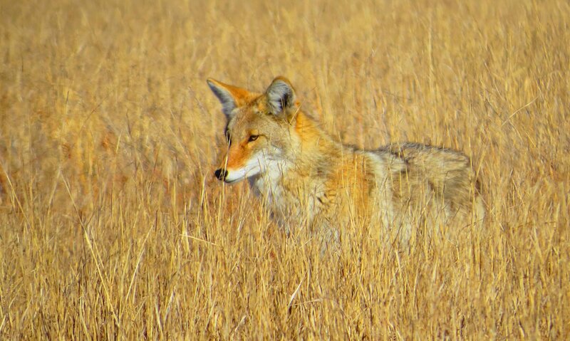 Coyote in Tall Grass — Yellow